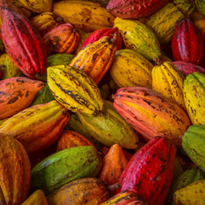 Forastero Cocoa Beans